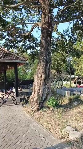 A person is walking a bicycle on a paved path. To the right of the path is a very large, old tree with a thick, gnarled trunk. The tree has a wide canopy of green leaves. Behind the tree, there are some structures with tiled roofs, possibly buildings or shelters. There are also some stones or markers that look like they could be part of a cemetery. The sky is blue and clear. The scene appears to be outdoors in a tropical or subtropical climate. The time is daytime, likely late afternoon due to the angle of the sun.