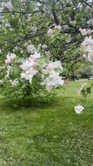 Spring moments captured in Minsk backyard with blossoms and cat