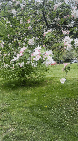 Spring moments captured in Minsk backyard with blossoms and cat