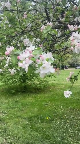 Spring moments captured in Minsk backyard with blossoms and cat