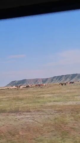 The media file shows a scenic view of a vast, open grassland under a clear blue sky with scattered clouds. In the distance, a long, rolling hill formation dominates the horizon, exhibiting layers of various earthy tones, including reddish-brown and green. A few scattered structures and what appear to be livestock, possibly horses or cattle, are visible in the mid-ground, suggesting a rural or agricultural setting. The foreground is filled with dry, golden-brown grass, indicative of a prairie or steppe landscape, with occasional hints of yellow wildflowers. The overall impression is one of a tranquil, expansive, and somewhat arid natural environment. The lighting suggests it is daytime, likely late morning or early afternoon, with bright sunlight casting shadows. There is no visible text in the media file. The location is specified as Novolenino, Russia, which aligns with the depicted landscape's characteristics.
