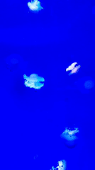 Aquarium visit captures jellyfish and colorful fish in Valencia