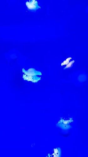 Aquarium visit captures jellyfish and colorful fish in Valencia