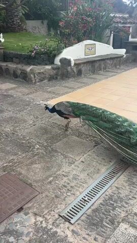A peacock with a long, fanned tail walks across a stone-paved courtyard. In the background, there is a grassy area with flowers and trees, and a white statue of a bird. A person in a pink shirt is visible in the distance.