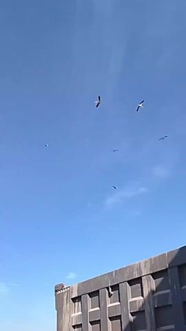 The video shows a low-angle view of a clear blue sky with several birds soaring in the air. In the foreground, the top portion of a large, gray rectangular structure is visible. The birds are scattered across the frame, appearing as dark shapes against the bright sky. The camera angle is slightly tilted upwards, focusing on the birds in flight and the expansive sky above. There are a few faint clouds in the sky.