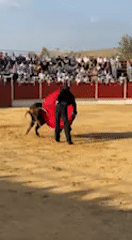 Traditional bullfight draws crowds in San José del Valle