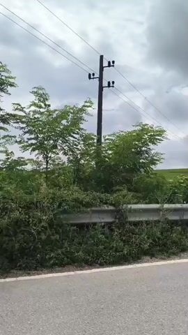 The video shows a roadside view with a field of white flowers and green foliage on the left. A metal guardrail runs along the bottom of the frame, separating the road from the field. There are utility poles and power lines visible in the distance against a cloudy sky. Road signs indicating a curve are also present. The camera appears to be moving, suggesting the footage was captured from a vehicle.
