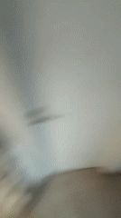 Person films casual moments with dogs in Avellaneda home