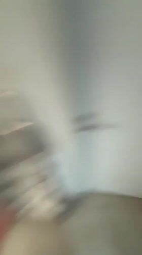 Person films casual moments with dogs in Avellaneda home