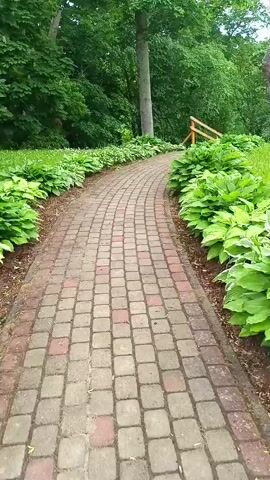 The video shows a paved walkway made of red and gray bricks, curving through a park-like setting. Lush green hosta plants with white variegated edges line both sides of the walkway. Tall green trees form a dense canopy overhead, and the ground is covered in mulch and grass. In the background, a wooden railing suggests a slight incline or a bridge ahead. A large, old tree trunk stands to the right of the path. The overall impression is one of a serene, well-maintained garden path.