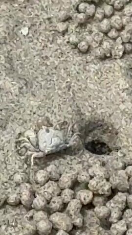 A small crab is visible on a sandy surface near a hole. The sand is composed of small, spherical pellets. The crab is light-colored and has several legs. It appears to be stationary.