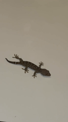 Gecko spotted, sunset captured in Kuta Selatan morning observations