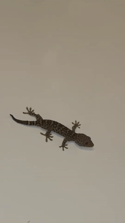 Gecko spotted, sunset captured in Kuta Selatan morning observations