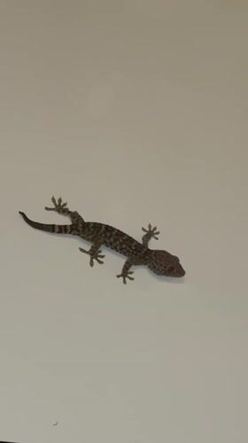 Gecko spotted, sunset captured in Kuta Selatan morning observations