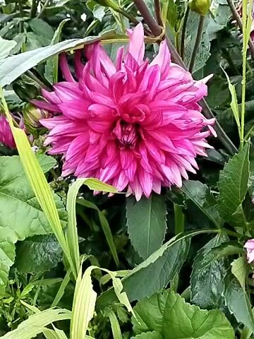The video shows a close-up view of several pink dahlia flowers in various stages of bloom, surrounded by green foliage. The flowers have many delicate petals arranged in a complex pattern. The lighting suggests an outdoor environment, possibly a garden. Some of the flowers appear fully open and vibrant, while others show signs of wilting or fading. The focus is on the texture and detail of the petals and the surrounding leaves.