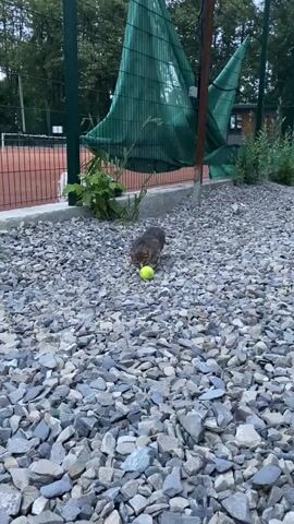 A cat is on a gravel path near a tennis court. The cat is looking at and batting at a tennis ball.