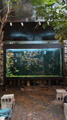 Book cafe with goldfish aquarium draws visitors in Thủ Đức