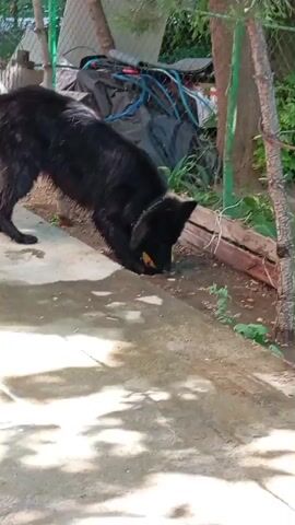 A medium shot shows a black, medium-haired dog playing with a yellow ball in a backyard. The dog is standing on a light gray concrete slab that has hopscotch markings in faded white paint. The dog pushes the yellow ball with its nose, then picks it up in its mouth and runs towards the camera. Behind the dog is a wood and wire fence, some green shrubbery, and a pile of miscellaneous items covered with a black plastic tarp.
