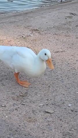 The video shows a white duck with orange feet standing on a sandy shore. The duck is pecking at the ground and then lowers itself to the ground. The background shows water and a blurred figure.