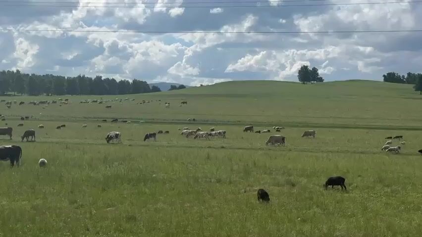 This is a landscape video of a large pasture under a cloudy sky. In the foreground and throughout the middle ground, numerous cows and sheep are grazing in a lush green field. Several cows are visible, some brown, some with white markings, and some are black. A few sheep are also present, with a black sheep in the right foreground. In the background, a dense line of trees borders the pasture, and beyond that, rolling hills are visible. A single tree stands on a distant hill. The overall scene depicts a peaceful, rural setting with livestock in a spacious grassland environment.