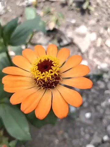 A close-up shot focuses on a vibrant orange zinnia flower. The flower's petals are arranged in a symmetrical pattern around a dark red center with bright yellow stamens. The background is blurred, showing hints of green leaves and a textured, possibly stone or dirt, surface. The lighting suggests natural daylight.