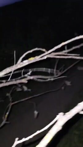 A first-person perspective video shows a path or dirt road at night, illuminated by a flashlight or camera light. Several fallen branches lie across the path. The camera pans across the branches, highlighting their texture and form. The background is dark and out of focus, with some grassy areas visible.