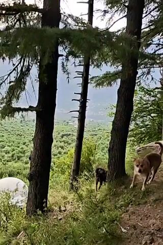 The camera pans slowly upward, showing a forested hillside overlooking a broad valley. Three tall, dark-barked trees are at the forefront, slightly obscuring the view. To the left, at the base of the hill, a white, dome-shaped object is partially visible. Two dogs, one black and one tan, are visible on the right side of the frame, moving along the hillside. The valley is covered in lush green vegetation, and a town or settlement is visible in the distance. In the background, hazy mountains rise above the valley. The sky is overcast, with soft light filtering through the clouds. A voice is heard speaking a language other than English.