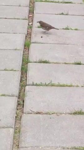 A small brown bird walks on a paved path. The bird then takes flight and lands on a grassy area. The video then shows an out-of-focus view of the grass.