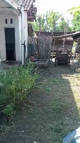 A short video clip shows a rural yard with a simple dwelling on the left and a rustic structure made of bamboo and wood behind it. A person, possibly a child, is partially visible sitting near a concrete structure in the middle ground. In the background, there is a wooden cart with wheels and more rural structures. The yard is unkempt, with overgrown grass and dirt. The overall impression is of a simple, rural living environment.