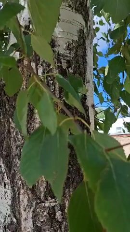 A close-up shot shows the bark of a birch tree. Green leaves hang from a branch in the foreground, obscuring parts of the trunk. The background is out of focus, but shows a blue sky with clouds and hints of a building.