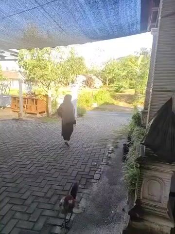 The video shows a person from behind walking away from the camera on a paved walkway. The person is wearing a dark head covering and a dark long dress. To the left of the walkway, there is a wooden structure and some trees. To the right of the walkway, there is a building with a textured facade and some plants. In the foreground, a rooster is walking on the paved walkway. The sky is visible in the background, with sunlight illuminating the scene. The overall environment appears to be outdoors, possibly in a residential or rural setting.