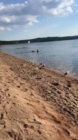 The video begins with a close-up of a sandy beach. Several seagulls are scattered along the shoreline. In the distance, people are swimming and wading in a calm lake. The water is blue with light ripples, and the sky is mostly blue with scattered white clouds. Lush green trees line the far shore of the lake, and hills or mountains are visible in the background. The camera pans slightly to the right, showing more of the beach and the expansive lake. The overall scene depicts a peaceful day at the beach with a few people enjoying the water and the presence of seabirds.