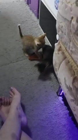 The video shows two kittens playing on a grey carpet near a piece of furniture with purple LED lights underneath. One kitten is light brown and orange, and the other is dark grey and black. A person's legs and feet are visible in the foreground. The light brown kitten is on its back, batting at the dark grey kitten, which is crouched over it. The scene appears to be indoors.