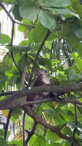A monkey sits on a tree branch surrounded by lush green leaves. The monkey is brown and white with pink feet. The leaves obscure a clear view of the sky.