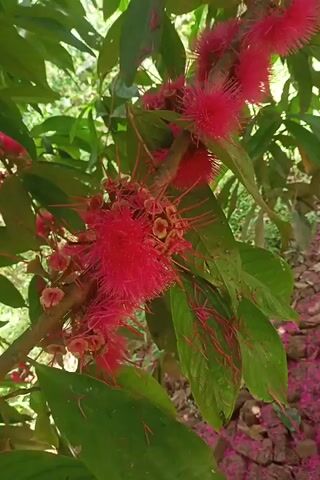 The video shows a close-up view of a plant with bright pink flowers. The camera then pans down to the ground, which is covered in a dense layer of fallen pink flower petals and some dead leaves. There are also a few small rocks and some tiny green plants scattered on the ground. The overall environment appears to be a garden or outdoor area with lush vegetation.
