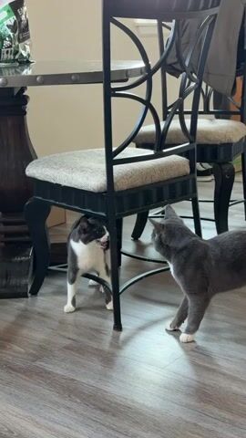 Two domestic cats are interacting under a dining chair. One cat is primarily black and white, with a gray muzzle. It is standing on all fours, with its head turned towards the other cat. The second cat is solid gray. It is facing the black and white cat, with its head also turned. Both cats appear to be engaged in a playful or curious interaction, possibly a mock fight or a greeting. The scene takes place indoors, on a wooden floor, with a dining table and chairs visible in the background. The lighting suggests it is daytime. There is a bag of pet food with visible text on the table. The chairs have upholstered seats and a decorative metal back.