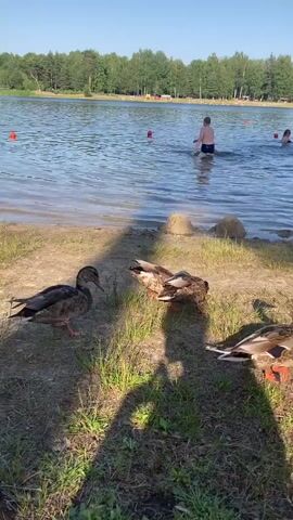 The video depicts a sunny day at a lake, likely a public beach, given the presence of several people swimming and relaxing in the background. The foreground is occupied by a group of mallard ducks pecking at the sandy shore and grassy edge of the water. The water itself is calm and reflects the clear blue sky, with trees lining the opposite bank. In the distance, a few individuals are visible enjoying the water, and some buoys mark a swimming area. The overall atmosphere appears peaceful and recreational. The time of day is likely late morning or early afternoon, suggested by the bright sunlight casting shadows. The weather seems warm and pleasant, ideal for a day at the lake. The scene evokes a sense of nature interacting with human leisure activities. There is no visible text in the video.