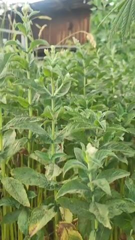 The video shows a close-up of green plants with long stalks and leaves. Some of the leaves are yellowing or brown, indicating signs of stress or disease. The plants are growing densely in what appears to be an outdoor setting, possibly a field or garden. The camera pans slightly, offering different perspectives of the foliage and the stems. The lighting suggests it is daytime, with natural light illuminating the scene. There are no people or animals visible in the video, and the focus is solely on the vegetation.