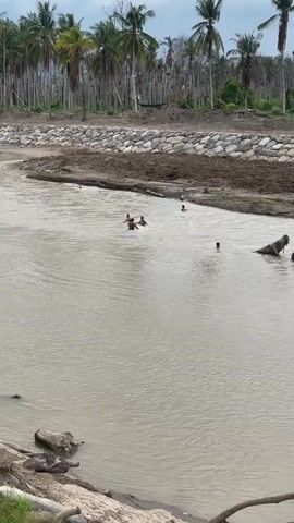 A group of children are swimming and playing in a muddy river. The riverbanks are lined with coconut trees. The river is murky and brown. Several of the children are in the deeper part of the river, while others are closer to the shore. One child is seen playing with a large log. There is some debris on the riverbanks, including logs and rocks. The sky is overcast.