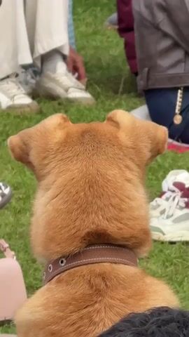 A medium-sized, light brown dog with a brown collar is facing away from the camera, looking towards a group of people. The dog's ears are pointed slightly upward. The people are sitting on a grassy area. One person on the left is wearing white pants and white sneakers. Another person in the center is wearing a brown leather jacket and dark blue pants, with a gold chain visible. There are several pairs of shoes scattered on the grass. The scene appears to be outdoors.