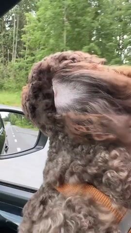 A brown, curly-haired dog is shown from the side with its head out of a car window. The dog's ears are blowing back in the wind. In the background, trees and a road are visible. The car appears to be moving on a paved road through a wooded area. A small red building with a white trim is visible in the left side of the frame. The dog is wearing an orange harness.