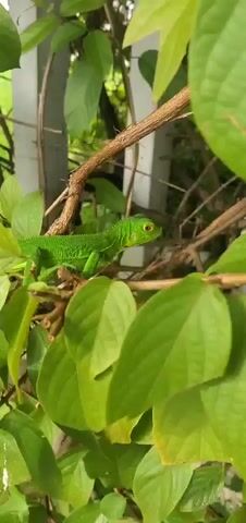 A green iguana is perched on a branch surrounded by green leaves and vines. The iguana is facing right and appears to be looking at something off-camera. The background consists of a white fence and more foliage. The lighting suggests it is daytime.
