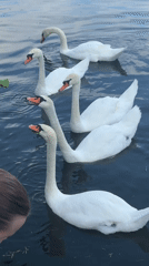 Families feed swans during outdoor choir performance in Astrakhan