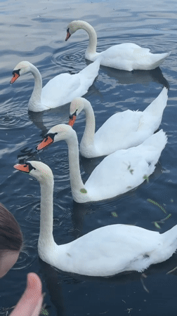 Families feed swans during outdoor choir performance in Astrakhan