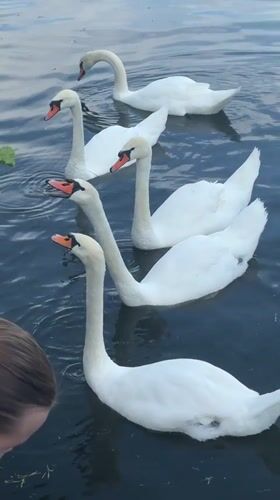 Families feed swans during outdoor choir performance in Astrakhan