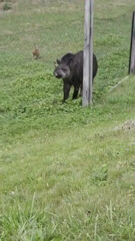 A tapir is standing in a grassy enclosure, partially obscured by a fence and a wooden post. The tapir is dark brown or black with white markings on its face and a lighter colored snout. It is facing towards the right side of the frame, with its head lowered as if sniffing the ground. In the background, there is more green vegetation and a wire fence. Two smaller animals, possibly maras or capybaras, are visible in the background behind the fence. One is sitting up and looking towards the tapir, while the other is partially hidden behind the tapir and also appears to be moving. The ground is covered with grass and some low-lying green plants. The lighting suggests it is daytime, with overcast or diffused sunlight.