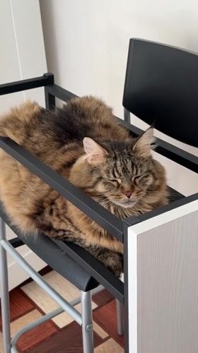 Tabby cat lounges in a high chair in Izhevsk