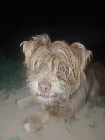 The video shows a medium-sized dog with shaggy, light brown fur and wide, pale eyes. The dog is sitting on the ground in what appears to be an outdoor environment at night, as indicated by the dark background and the visible grass and dirt. The dog's fur is somewhat matted, and its nose is a light pink color. The dog is looking directly at the camera with its head slightly tilted. There is a faint hint of a collar or harness around its neck. The lighting in the video is dim, casting a glow on the dog's face and fur. The overall impression is of a dog in a natural, outdoor setting at night.