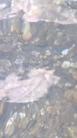 The video shows a close-up, underwater view of a rocky riverbed. The water is clear, allowing the details of the stones and pebbles to be seen. The lighting is somewhat dim, and the movement of the water creates rippling patterns on the riverbed. There are no people or animals visible in the video. The focus is on the texture and colors of the stones, which range from light gray to brown and some with white or pinkish hues. The overall impression is one of a natural, undisturbed aquatic environment.
