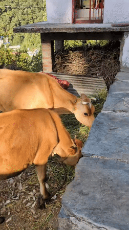 Early morning rural life captured in Haini, India